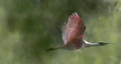Roseate spoonbill Stock Photos