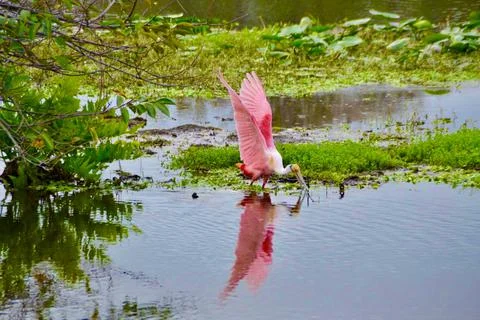 Roseate Spoonbill Stock Photos