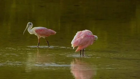 Roseate Spoonbill (Platalea ajaja) Stock Footage 282913745