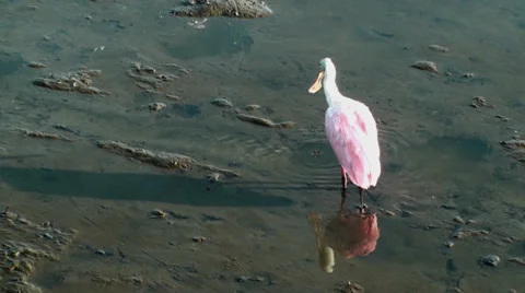 Roseate Spoonbill preening Stock Footage 28039662