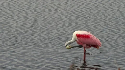 Roseate Spoonbill preening itself Stock Footage 331728010
