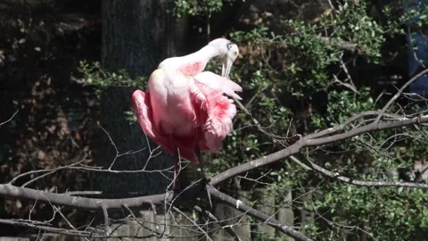 A roseate spoonbill preening while perched on a branch Vídeos de archivo 334664513