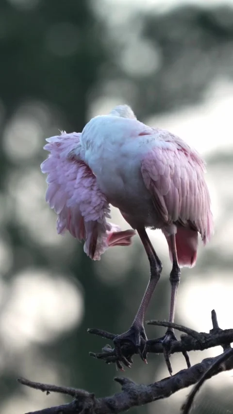A roseate spoonbill preening while perched on a tree top at sunrise Vídeos de archivo 335469255