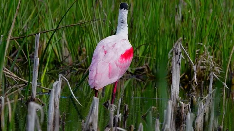 A Roseate Spoonbill preens while standing in a swampy area in Florida. Stockbeeldmateriaal 73582718