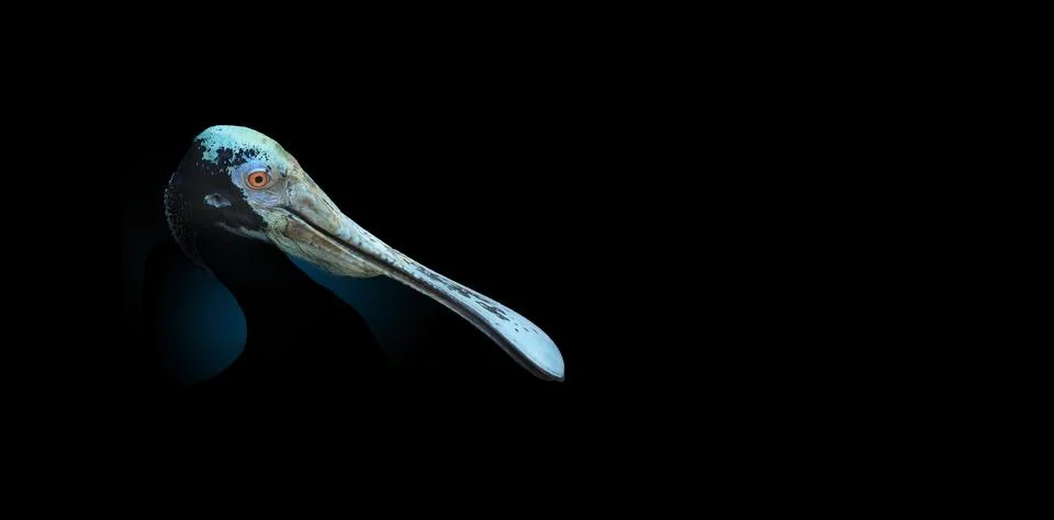 A roseate spoonbill is seen in dramatic lighting. Stock Photos