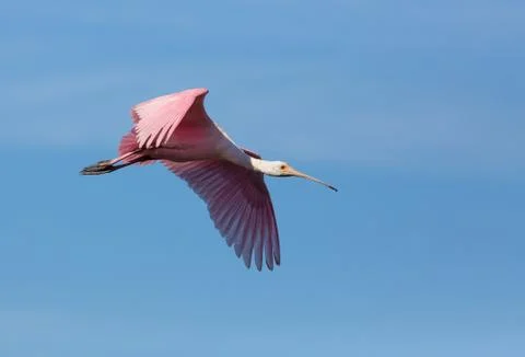 Roseate Spoonbill Soars Stock Photos