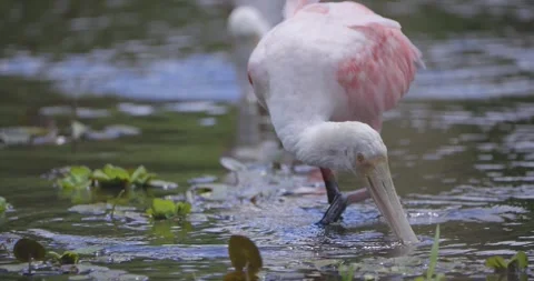 A roseate spoonbill sweeps its spoon-shaped bill through shallow water Stock Footage 304318525
