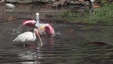 A roseate spoonbill taking a bath in a pond Vídeos de archivo 334664580