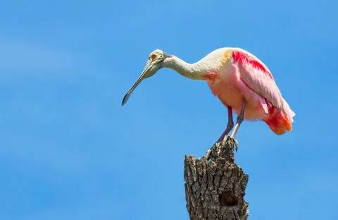 Roseate Spoonbill on Tree Trunk Stock Photos