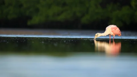 Roseate Spoonbill wading Stock Footage 171734756