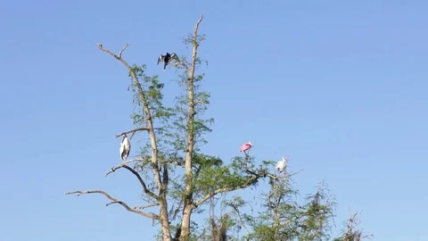 Roseate Spoonbill , White Ibis ,Anhinga and Wood Stork Stock Footage 74178522