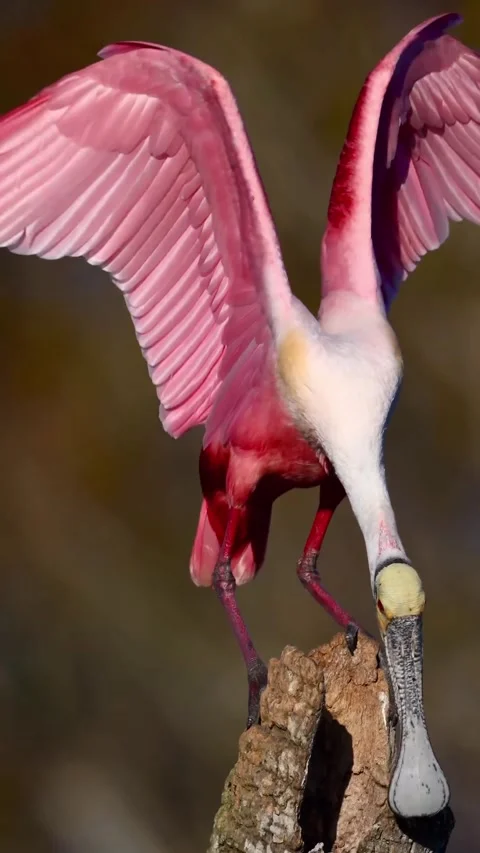 Roseate Spoonbill in the wild Stock Footage 328980120