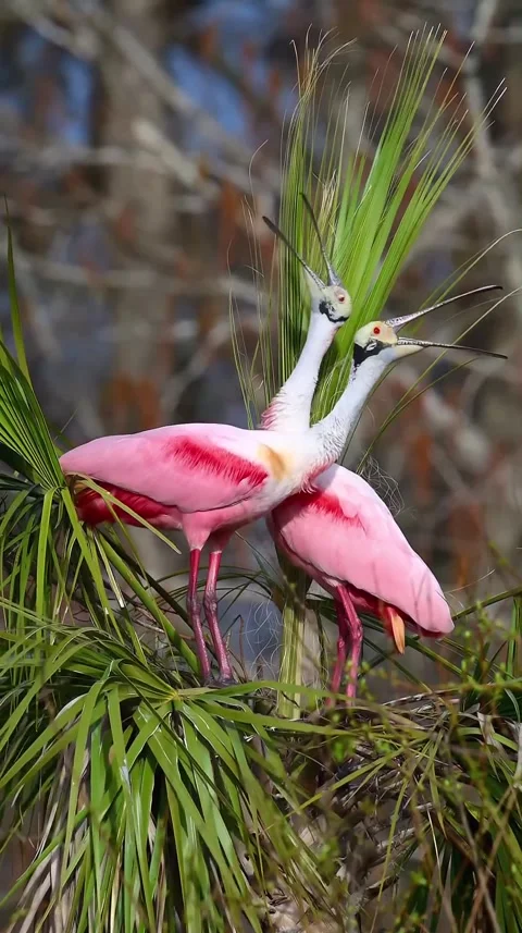 Roseate Spoonbill in the wild Stock Footage 328980164