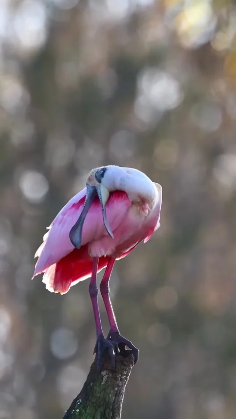 Roseate Spoonbill in the wild Stock Footage 328980188