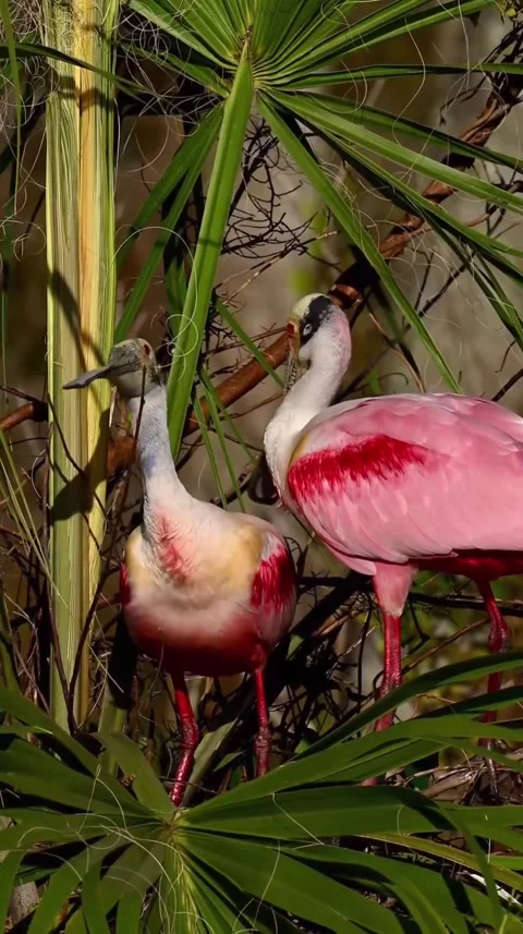 Roseate Spoonbill in the wild Stock Footage 328980224