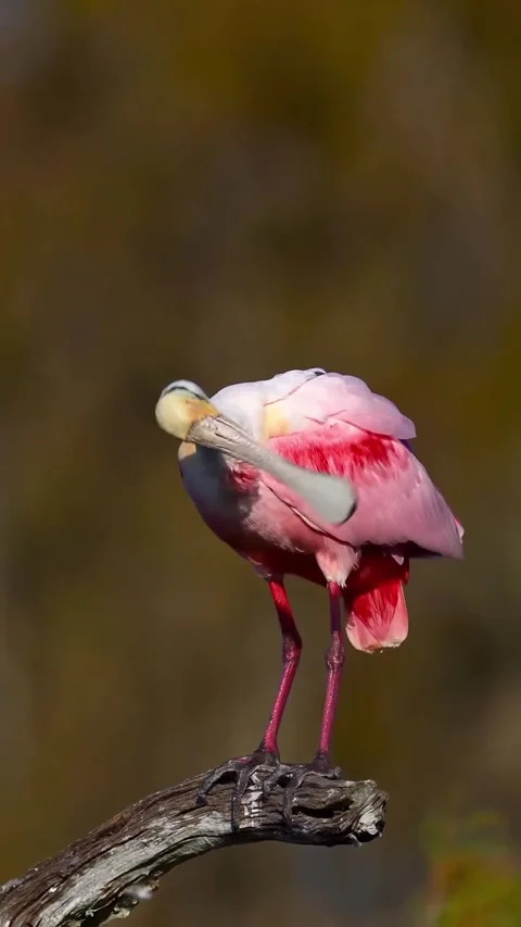 Roseate Spoonbill in the wild Stock Footage 328980266