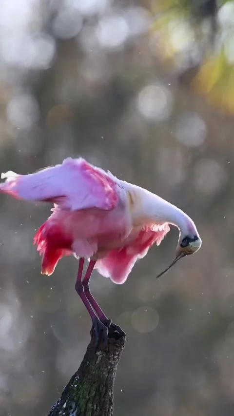 Roseate Spoonbill in the wild Stock Footage 328980269