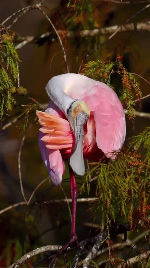 Roseate Spoonbill in the wild Stock Footage 328980275