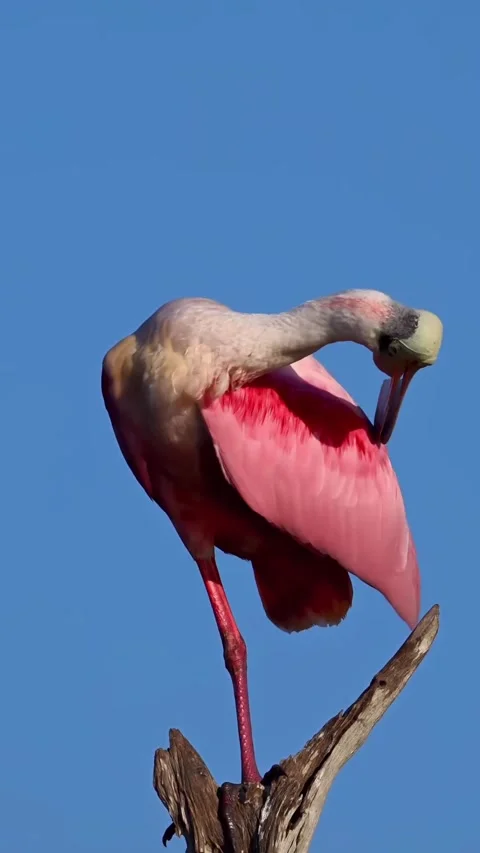 Roseate Spoonbill in the wild Video stock 328980380