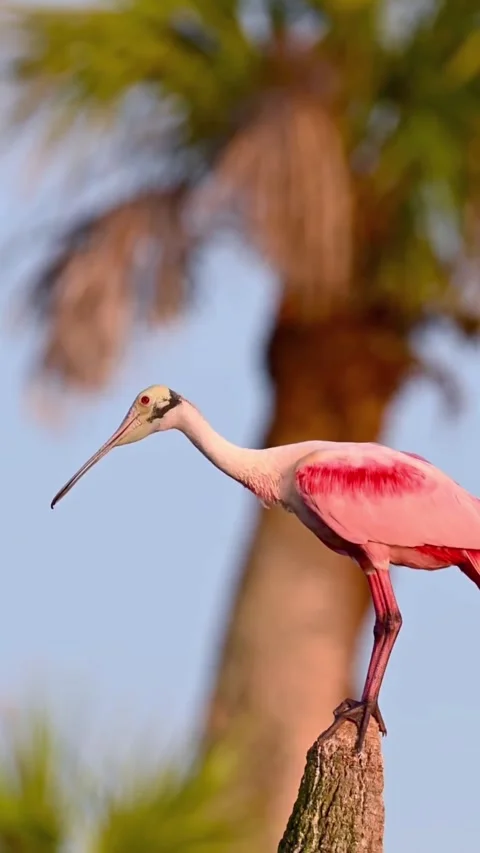 Roseate Spoonbill in the wild 스톡 동영상 328980424