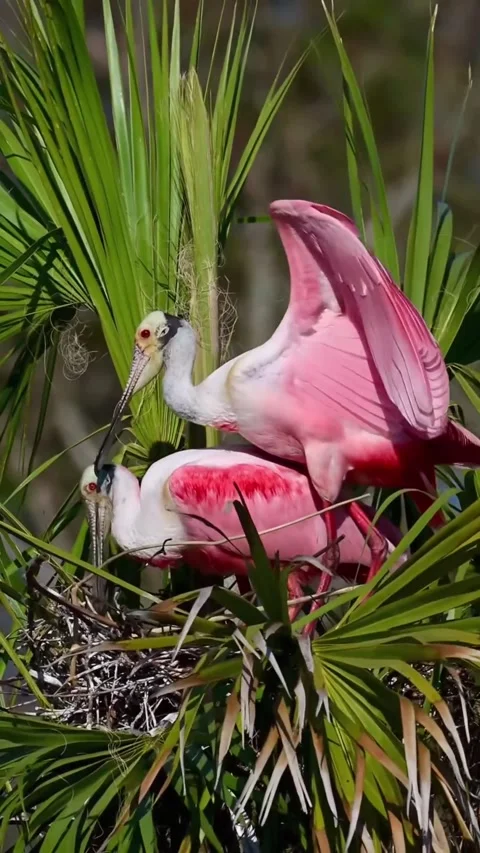 Roseate Spoonbill in the wild Vídeo Stock 328980457