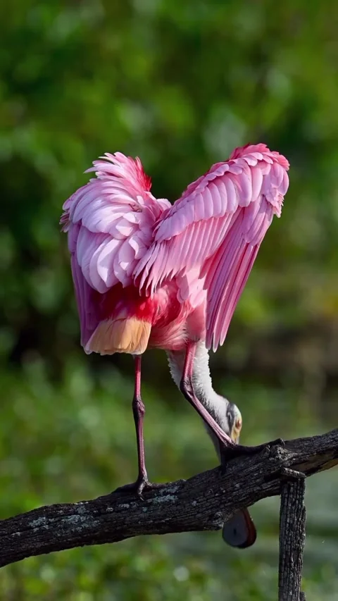 Roseate Spoonbill in the wild Stock Footage 328980461