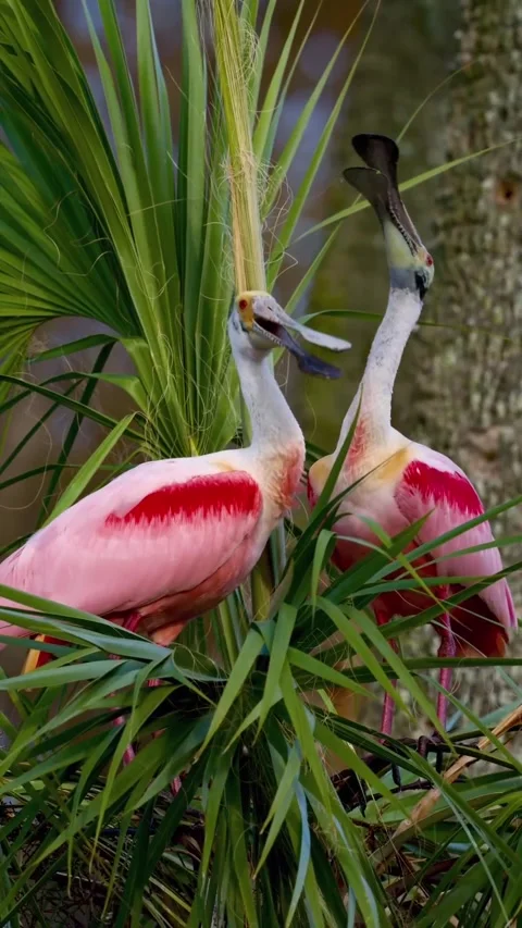 Roseate Spoonbill in the wild Stock Footage 328980490