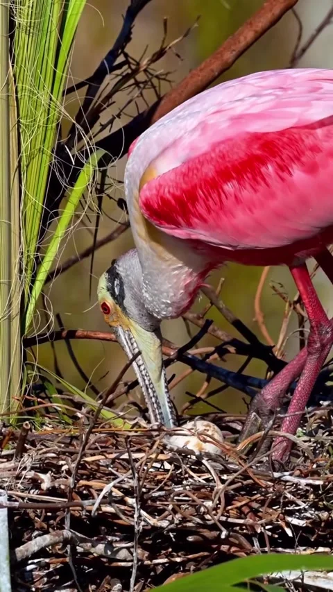 Roseate Spoonbill in the wild Video stock 328980500