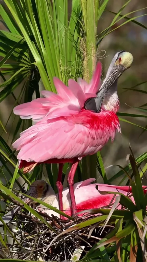 Roseate Spoonbill in the wild Stock Footage 328980547
