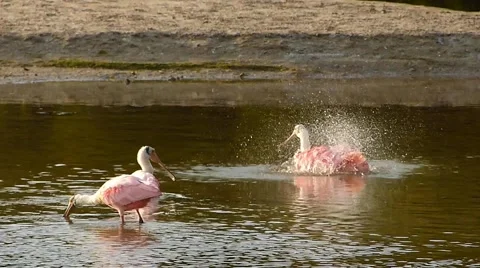 Roseate Spoonbills bathing Video stock 60962761