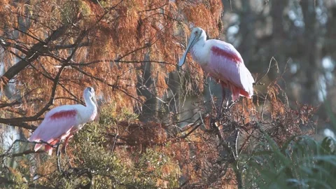 Roseate spoonbills in a cedar tree during Fall Stock Footage 264161571