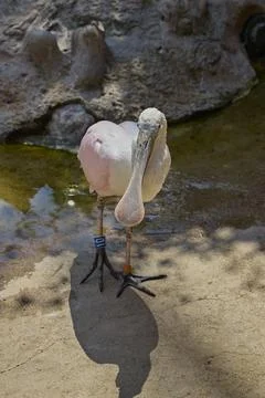 Roseate spoonbills feeding in shallow water habitat Stock Photos