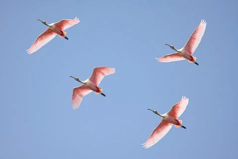 Roseate spoonbills in flight Stock Photos