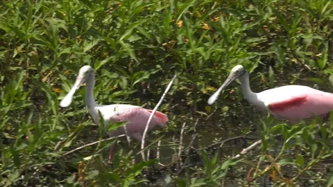 Roseate Spoonbills Stock Footage 94271464