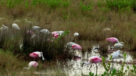 Roseate Spoonbills Stock Footage 131568236