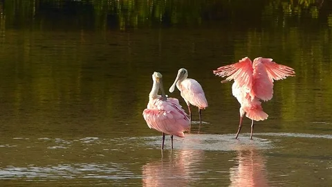 Roseate Spoonbills preening feathers Video stock 70058223