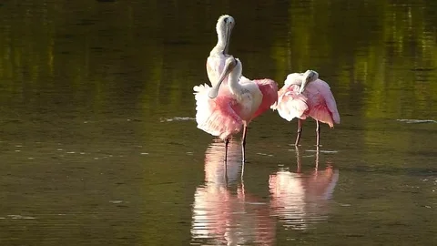 Roseate Spoonbills preening feathers Video stock 82865758