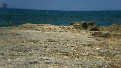 Roseate Tern Chilling Looking For Food Pinders Point  Grand Bahama Bahamas Stock Footage 107484366