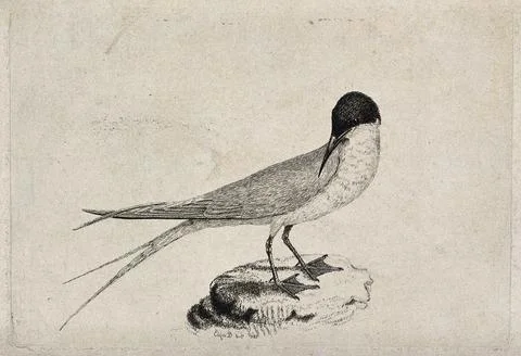 A roseate tern (Sterna species). Etching by Eliza D. Stock Illustration