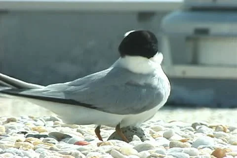 Roseate Terns nesting Stock Footage 20712114