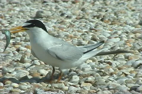 Roseate Terns nesting Video stock 20712183