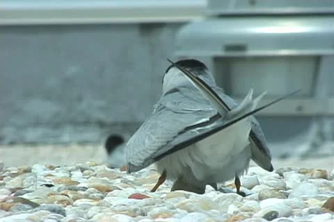 Roseate Terns nesting Stock Footage 20715045