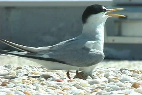 Roseate Terns nesting Stock Footage 20716161