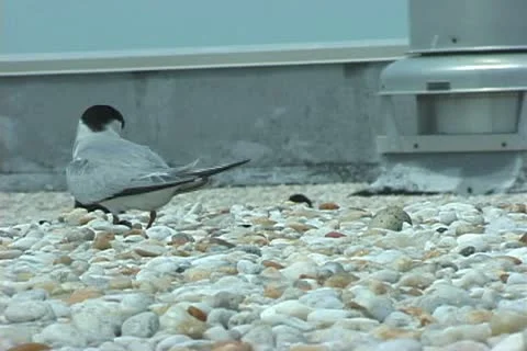 Roseate Terns nesting Stock-Footage 20717876