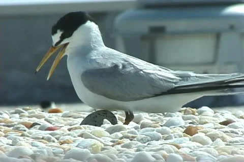 Roseate Terns nesting Stock Footage 20718442
