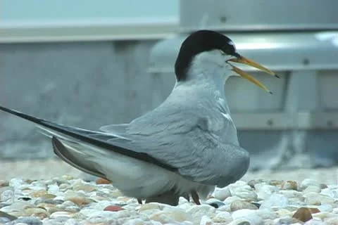 Roseate Terns nesting Stock Footage 20720889