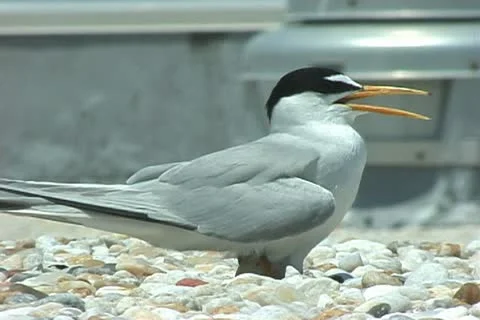 Roseate Terns nesting Stock Footage 20724047