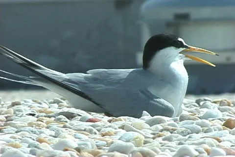 Roseate Terns nesting Stock Footage 20726489