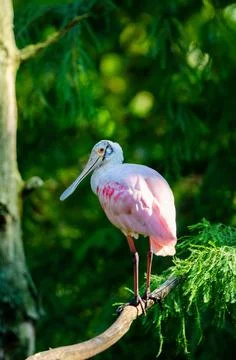 Roseated Spoonbill on a tree in the Everglades Stock Photos