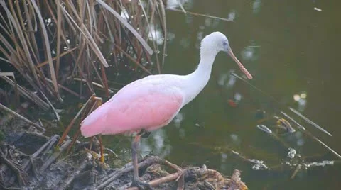 Roseatte Spoonbill in a florida waterway Vídeo Stock 10826853